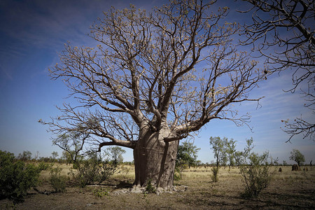 西澳大利亚州种植的Boab树图片