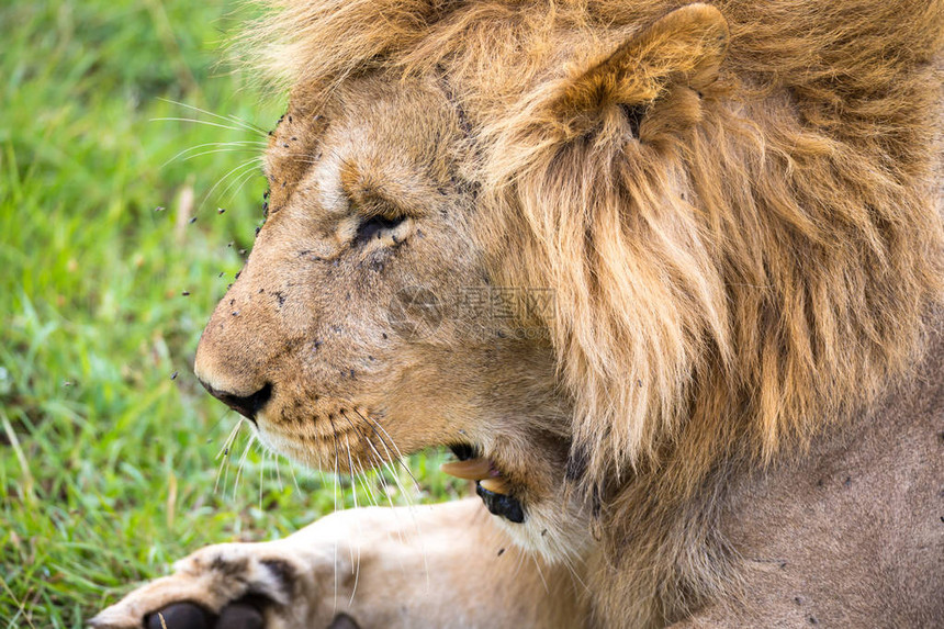 肯尼亚大草原狮子脸的特写镜头图片