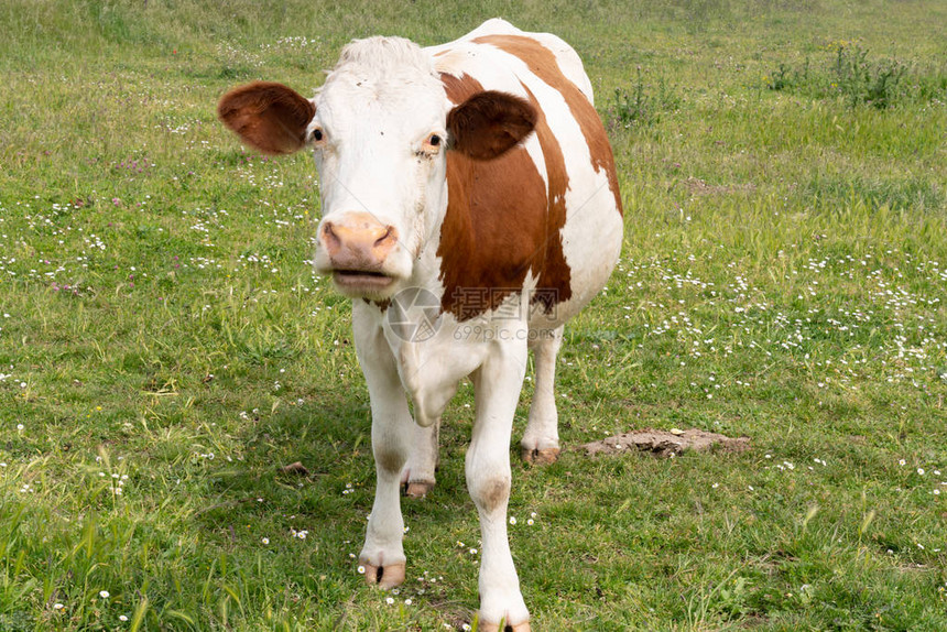 在牧场草地上看棕色白雀斑的牛图片