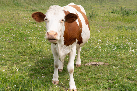 在牧场草地上看棕色白雀斑的牛背景图片