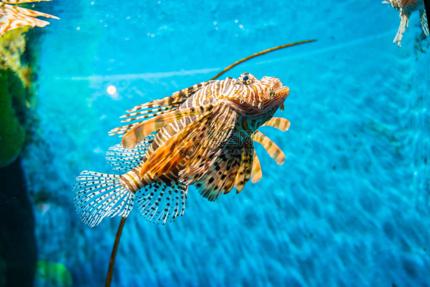 有珊瑚礁的水族馆里有丰富图片