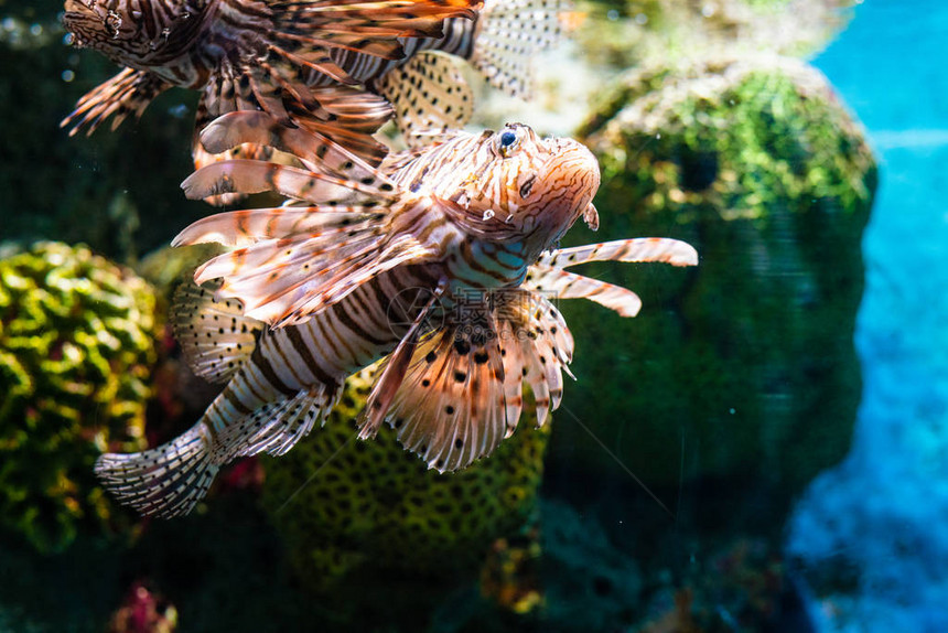 有珊瑚礁的水族馆里有丰富图片