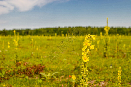 Verbascumnigrum黑布林花朵和草地牧场的图片