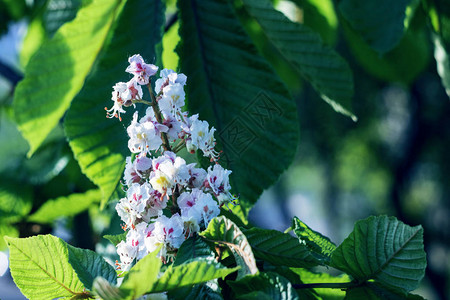 绿叶背景下的白栗花特写图片