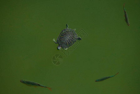 空中近距离观察两个海龟在湖中与鱼一起游动水生时美丽的爬行动物图片