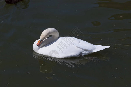 白天鹅在池塘上一只高贵的鸟优雅图片
