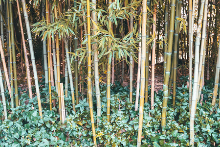 葡萄牙里斯本的竹林图片