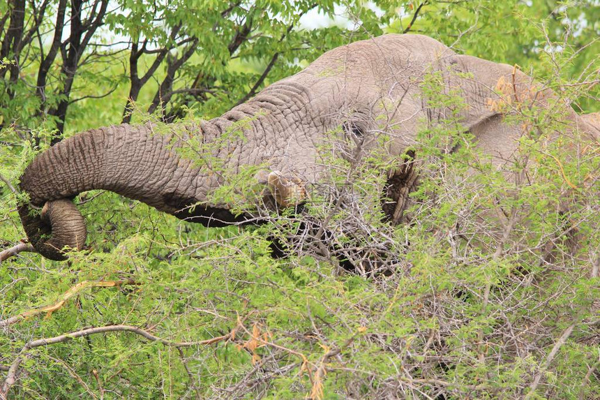 非洲大象食用非洲大象野生动物背图片