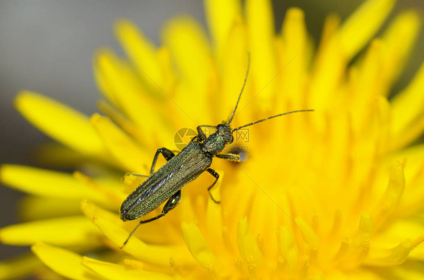 甲虫在草茎上爬行昆虫在白天非常活跃图片