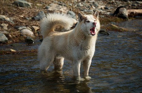 西伯利亚雪橇犬是一种犬图片