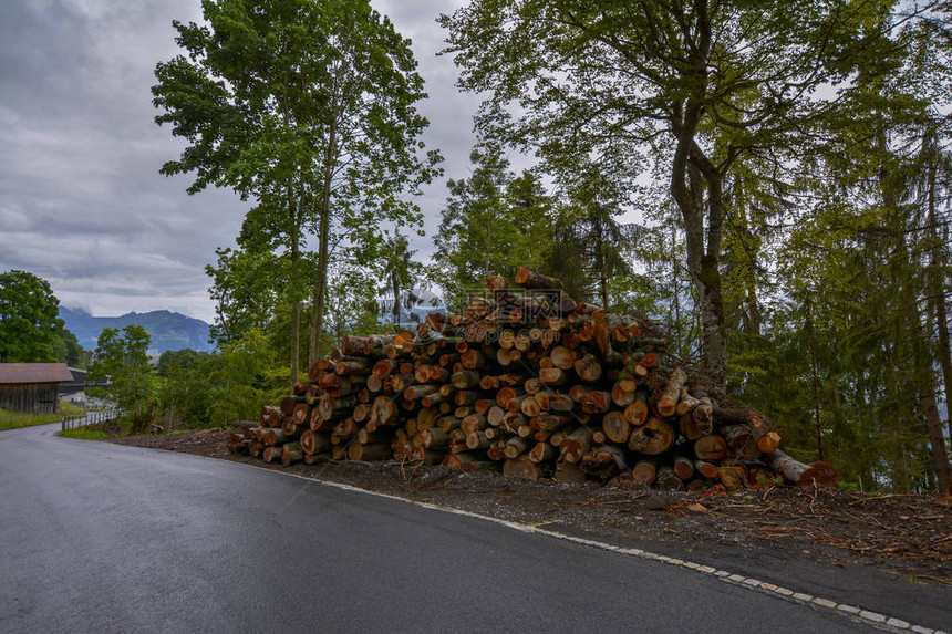 瑞士贝阿滕贝格的路边被砍伐的树木堆成一堆图片