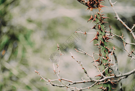 带刺的黑刺李和野玫瑰的背景茎上有大刺图片