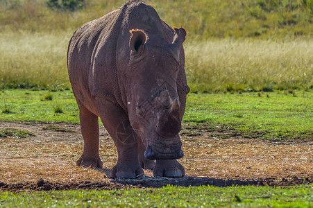 南非约翰内斯堡自然保护区一头濒临灭绝的雄公牛白犀图片