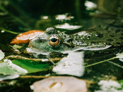 雨林中青蛙眼睛详细特写的侧视图动物保图片