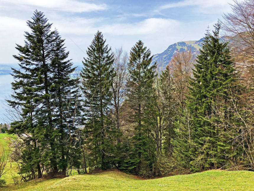 瑞士施维兹州卢塞恩湖与Gersauerstock山峰之间斜坡的早期春树木图片