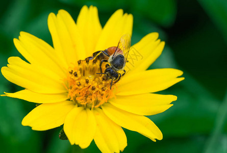 蜜蜂在大自然中的花朵上图片