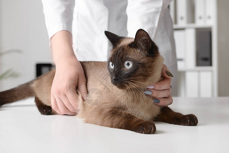 兽医在诊所检查可爱的猫图片