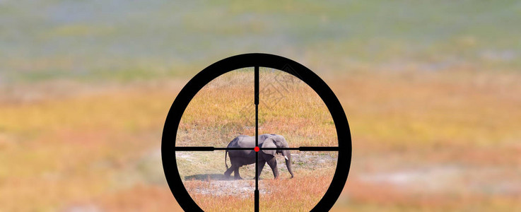 狩猎非洲大象的自然栖息地图片