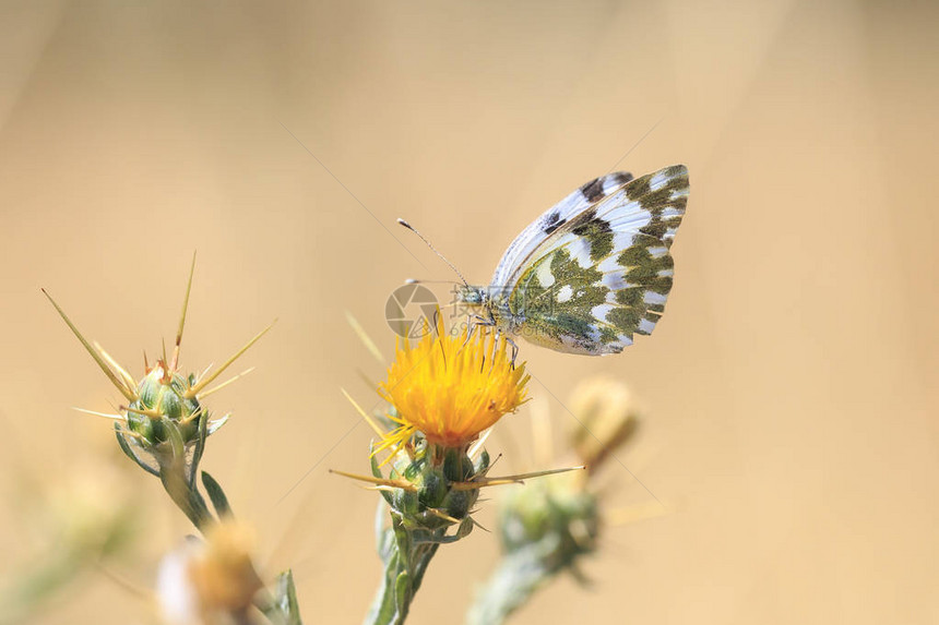 东浴白色庞蒂亚埃杜萨蝴蝶在草原图片