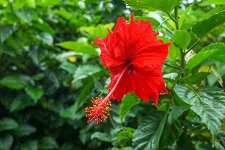 石垣岛的芙蓉图片