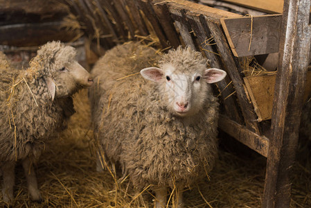 农场内美丽可爱的绵羊吃干草图片