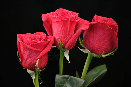 三朵红玫瑰的开芽花瓣上有露珠在黑色背景特制宏观图片