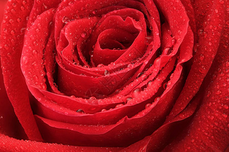 红玫瑰闪亮的芽花瓣上露出水图片