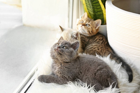窗台上可爱有趣的小猫图片