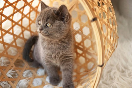 在翻倒的柳条篮子里可爱有趣的小猫图片