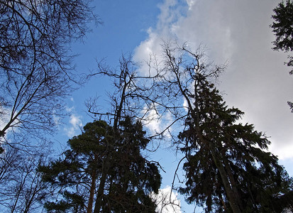 冬天的fir树在图片
