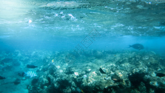 红海中大型多彩珊瑚鱼学校游泳的美丽图片