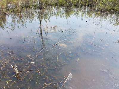 海龟在沼泽或湿地游泳图片