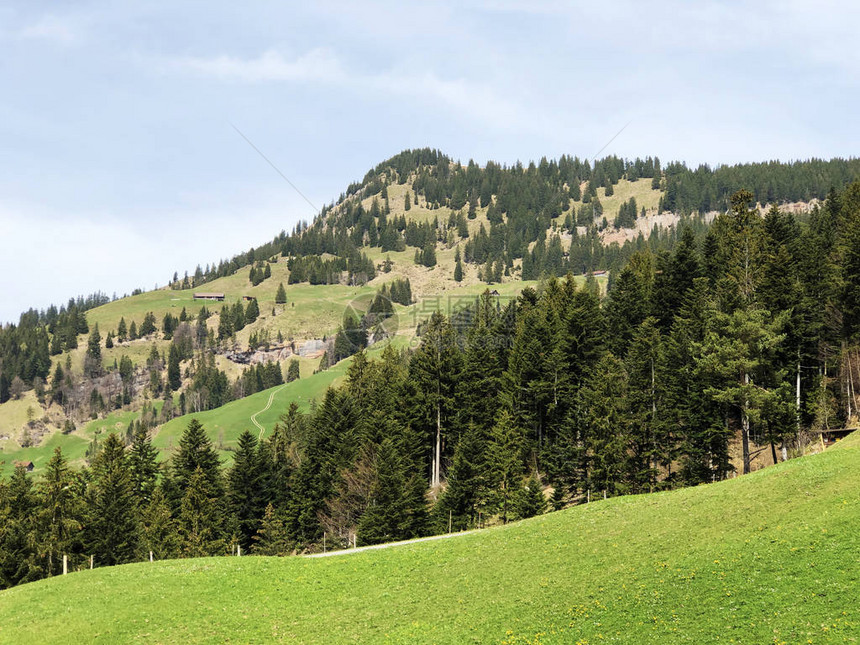 关于瑞士卢塞恩州里吉山坡上游荡的森林和牧场的图片