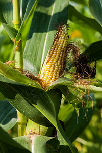 种植玉米田的播种中收割成熟的玉米图片
