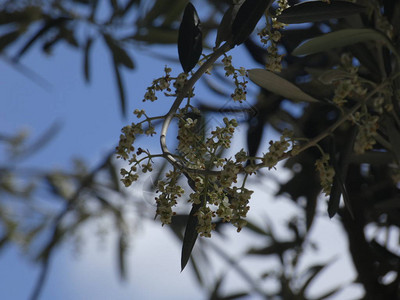 春天的橄榄叶和花朵背景图片