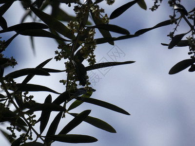 春天的橄榄叶和花朵背景图片