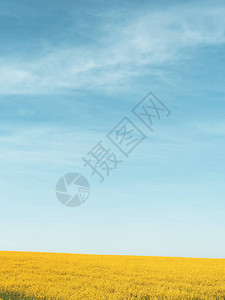蓝天映衬下的黄色油菜花田图片