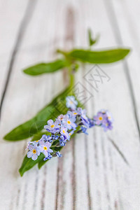 在浅白木制背景上有一朵蓝色的花遗忘的红花背景图片