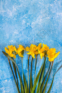蓝色大理石背景上黄色的多佛花朵平图片