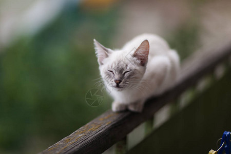 可爱的小猫咪在阳台上的栏图片