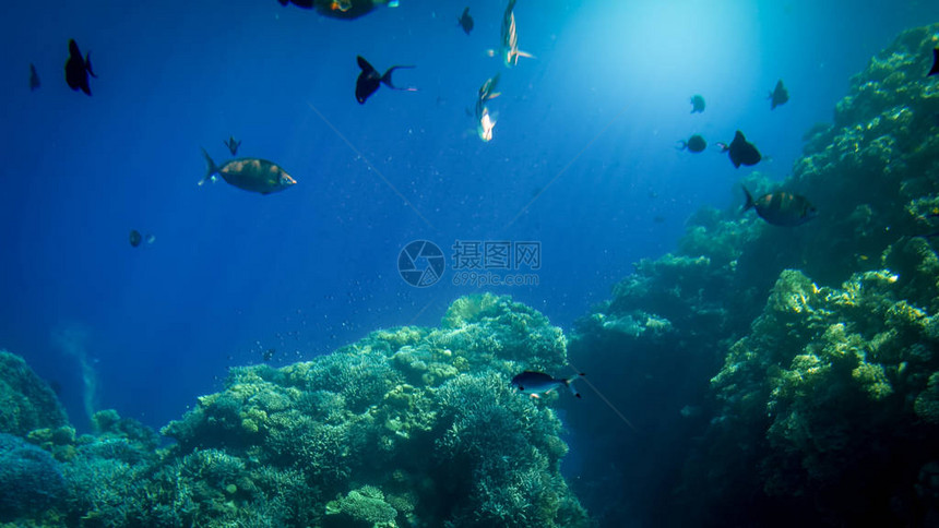 在大珊瑚礁上游泳的丰富多彩的鱼类的图片