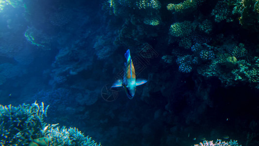 紧贴在热带珊瑚礁周围游动的美丽多彩珊瑚鱼图片