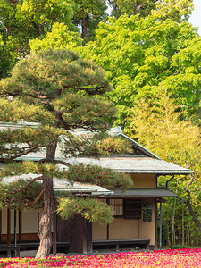 春季传统日式房屋位于绿色公园中间背景图片