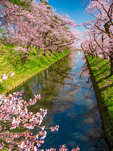 日本河上的樱桃花树与蓝天空图片