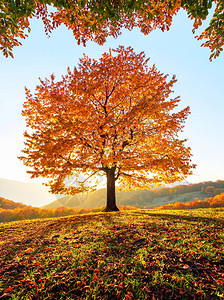 秋天的乡村风景充满山岳森林和田野图片