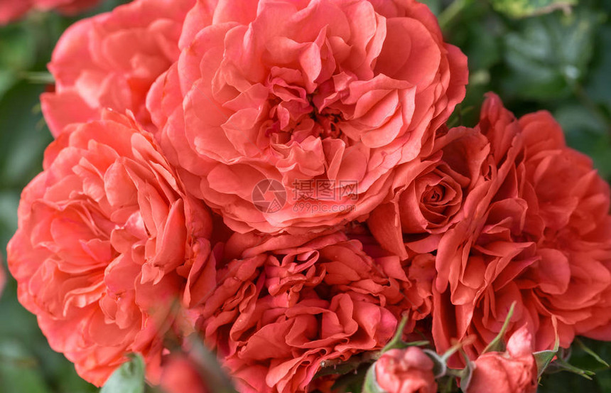 美丽的活珊瑚玫瑰花在花园的花朵关闭了色化效应图片