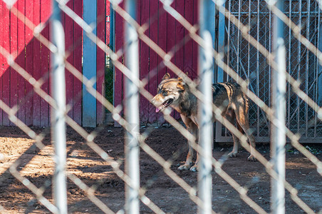 狼站在动物园灰笼子的地上图片