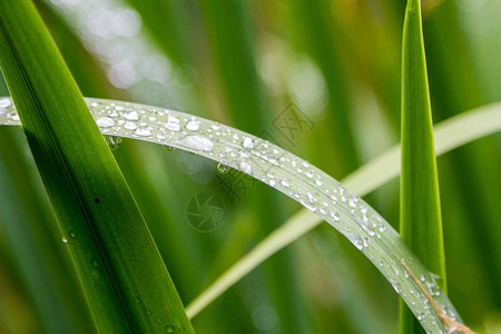 绿草上滴水图片