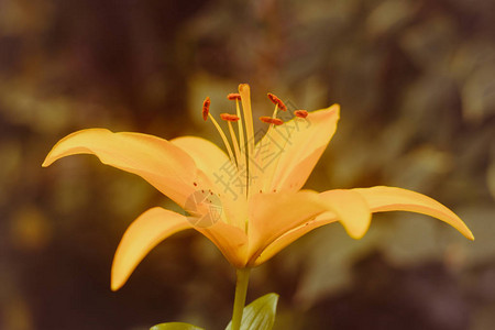黄百合花夏日花园中美丽的生机勃的花朵图片