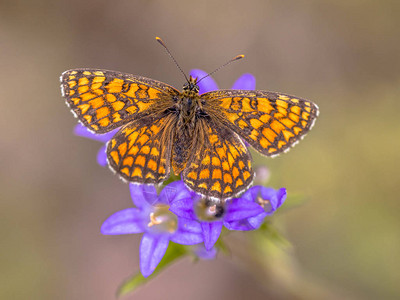 青绿背景的花朵上躺着的蝴蝶Melitaeaparthen图片